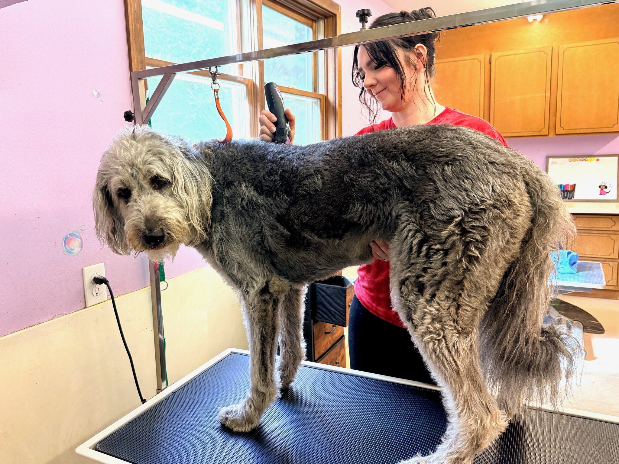 Groomer